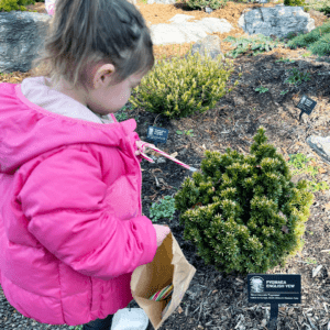 A small, young girl in a puffy pink coat lifts a candy cane out of a small conifer tree.