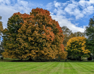 The Black Maple starting to change colors in October 2022.