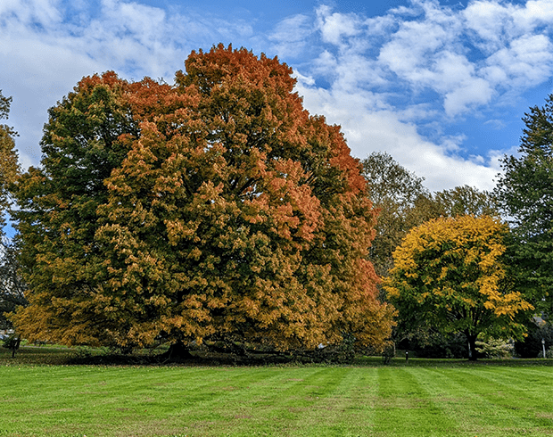 The Black Maple starting to change colors in October 2022.