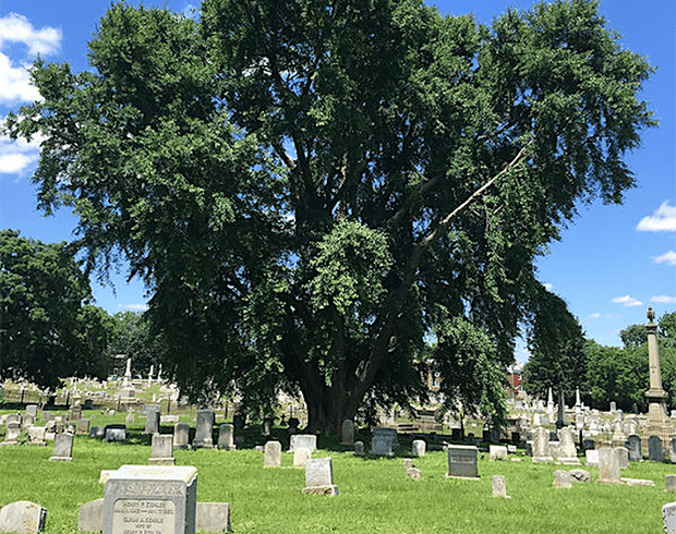 [SOLD OUT] Historic Trees of Lancaster County: Part 2 - LancasterHistory