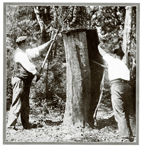 Photo: "Cork: Its Origins and Uses," Armstrong Cork Co., 1930.