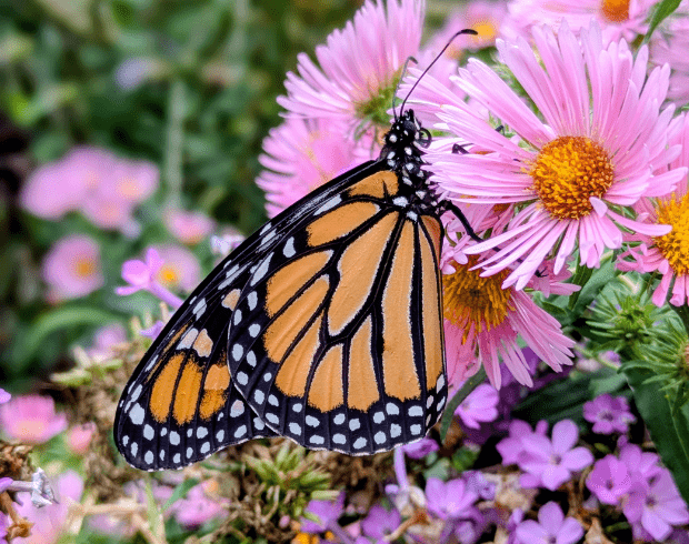 A monarch butterfly with orange, black, and white spotted wings hangs from a bright pink aster flower.