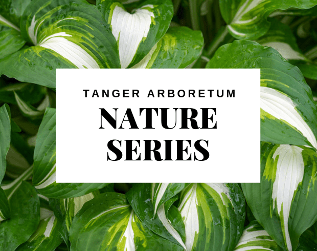 Background of a leaf with text "Tanger Arboretum Nature Series."