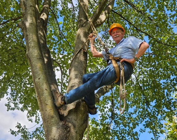 Image of an older man with light skin rigged up in a tree for pruning the branches.