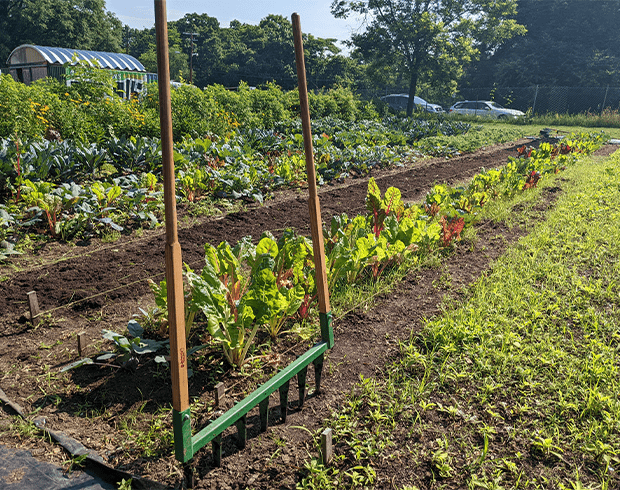 View of Nature Series: Growing Community through Urban Agriculture ...