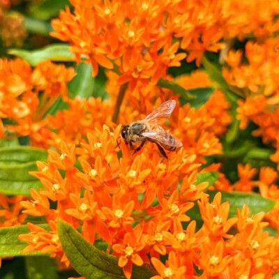 A honey bee collects nectar from a bright orange Butterfly weed (milkweed).