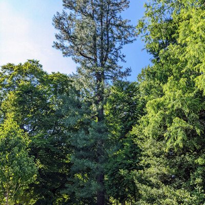 The Himalayan Pine, a State Champion Tree.