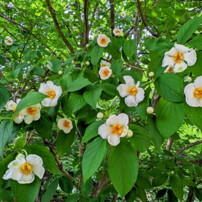 The Japanese Stewartia blooms with yellow centers and white petals in the Arboretum.
