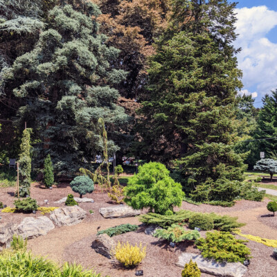 <center><i>A perspective view of the Dwarf Conifer Garden.</center></i> A perspective view of the Dwarf Conifer Garden.