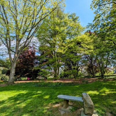 The Beech Grove stands tall in the background while a stone bench and green grass are in the foreground.