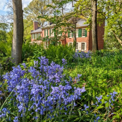 Purple-flowering plants are in the flower beds in front of Wheatland, a brick historic home, in the distance.