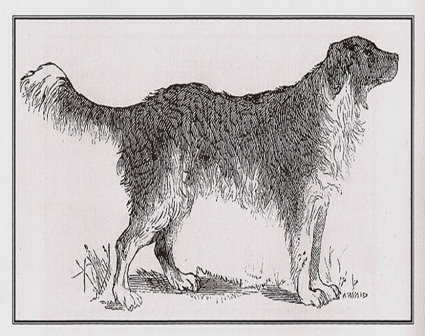 Lara the Dog